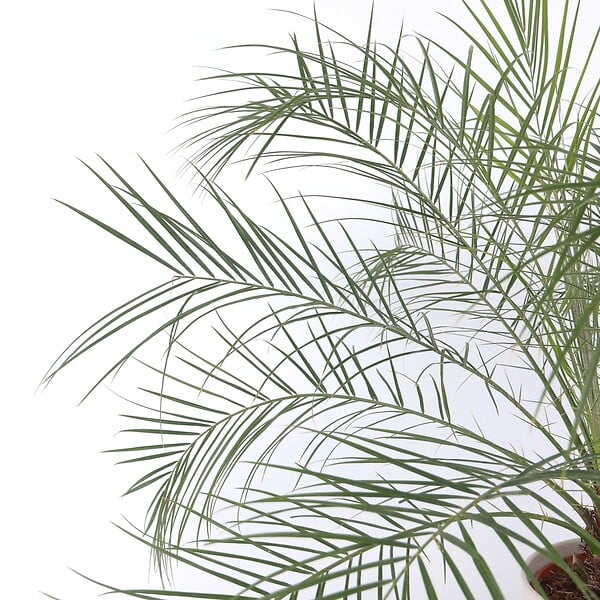 PLANT IN A BOX - Palmier Dattier nain - Phoenix roebelenii - Hauteur 80-90cm - ⌀21cm - large
