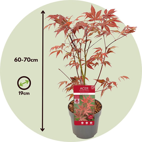 PLANT IN A BOX - Érable du Japon - Acer palmatum 'Atropurpureum' - Hauteur 60-70cm - ⌀19cm - large