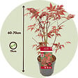 PLANT IN A BOX - Érable du Japon - Acer palmatum 'Atropurpureum' - Hauteur 60-70cm - ⌀19cm - vignette