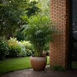 PLANT IN A BOX - Bambou non-traçant - Set de 3 - Fargesia rufa - Hauteur 25-40cm - ⌀13cm - vignette