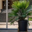 PLANT IN A BOX - Palmier nain - Chamaerops 'Vulcano' - Hauteur 35-45cm - ⌀19cm - vignette