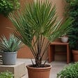 PLANT IN A BOX - Palmier nain - Set de 2 - Chamaerops humilis - Hauteur 50-60cm - ⌀15cm - vignette