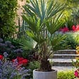 PLANT IN A BOX - Palmier de Chine - Trachycarpus Fortunei - Hauteur 35-45cm - ⌀15cm - vignette