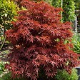 PLANT IN A BOX - érable du Japon - Acer palmatum 'Shaina' - Hauteur 80-90cm - âŒ€19cm - vignette