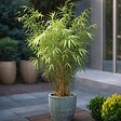 PLANT IN A BOX - Bambou Bleu - Set de 6 - Fargesia papyrifera 'Grex' - Hauteur 30-40cm - ⌀13cm - vignette