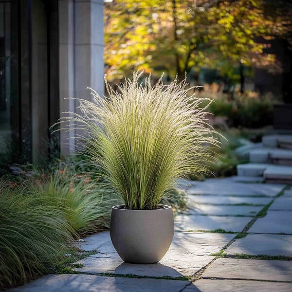 PLANT IN A BOX - Herbe aux plumes - Set de 6 - Stipa tenuifolia 'Pony Tails' - H20-30cm - ⌀9cm - large
