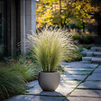 PLANT IN A BOX - Herbe aux plumes - Set de 6 - Stipa tenuifolia 'Pony Tails' - H20-30cm - ⌀9cm - vignette