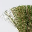 PLANT IN A BOX - Herbe aux plumes - Set de 6 - Stipa tenuifolia 'Pony Tails' - H20-30cm - ⌀9cm - vignette