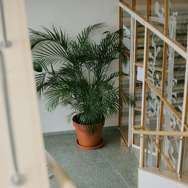 PLANT IN A BOX - Palmier de salon - Chamaedorea elegans - Hauteur 80-90cm - ⌀20cm - large