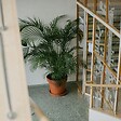 PLANT IN A BOX - Palmier de salon - Chamaedorea elegans - Hauteur 80-90cm - ⌀20cm - vignette