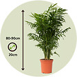 PLANT IN A BOX - Palmier de salon - Chamaedorea elegans - Hauteur 80-90cm - ⌀20cm - vignette