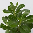 PLANT IN A BOX - Rose du désert - Set de 2 - Adenium obesum - Hauteur 25-40cm - ⌀10,5cm - vignette