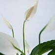 PLANT IN A BOX - Fleur de lune - Set de 2 - Spathiphyllum 'Lima' - Hauteur 60-75cm - ⌀17cm - vignette
