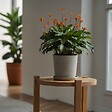 PLANT IN A BOX - Calathée - Calathea crocata 'Tassmania' - Hauteur 40-50cm - ⌀14cm - vignette