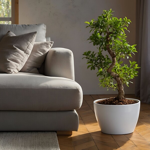 PLANT IN A BOX - Bonsaï - Ficus microcarpa 'ginseng' - Hauteur 55-65cm - ⌀20cm - large