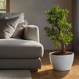 PLANT IN A BOX - Bonsaï - Ficus microcarpa 'ginseng' - Hauteur 55-65cm - ⌀20cm - vignette