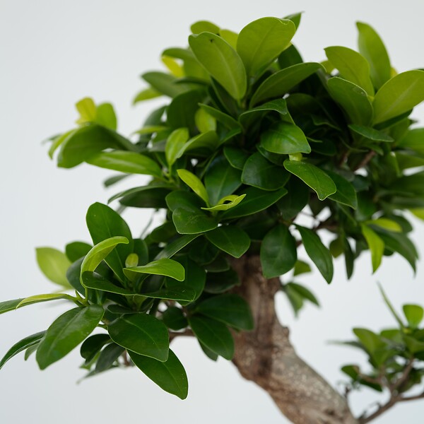 PLANT IN A BOX - Bonsaï - Ficus microcarpa 'ginseng' - Hauteur 55-65cm - ⌀20cm - large