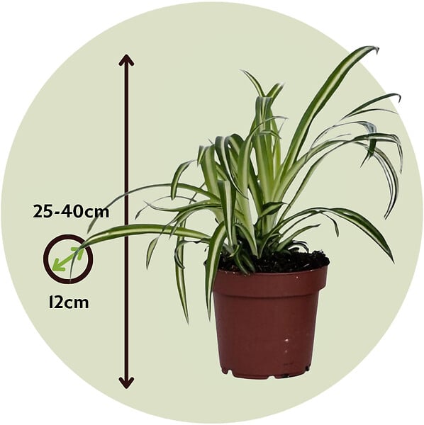 PLANT IN A BOX - Plante araignée - Set de 3 - Chlorophytum comosum 'Atlantic' - H25-40cm - ⌀12cm - large