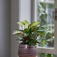 PLANT IN A BOX - Plante Dormeuse - Ctenanthe 'Amagris' - Hauteur 20-30cm - ⌀12cm - vignette