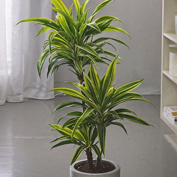 PLANT IN A BOX - Dragonnier - Dracaena deremensis 'Lemon Lime' - Hauteur 60-70cm - ⌀17cm - large