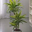 PLANT IN A BOX - Dragonnier - Dracaena deremensis 'Lemon Lime' - Hauteur 60-70cm - ⌀17cm - vignette