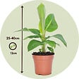 PLANT IN A BOX - Plantes d'intérieur tendance - Set de 4 - Hauteur 25-40cm - ⌀12cm - vignette