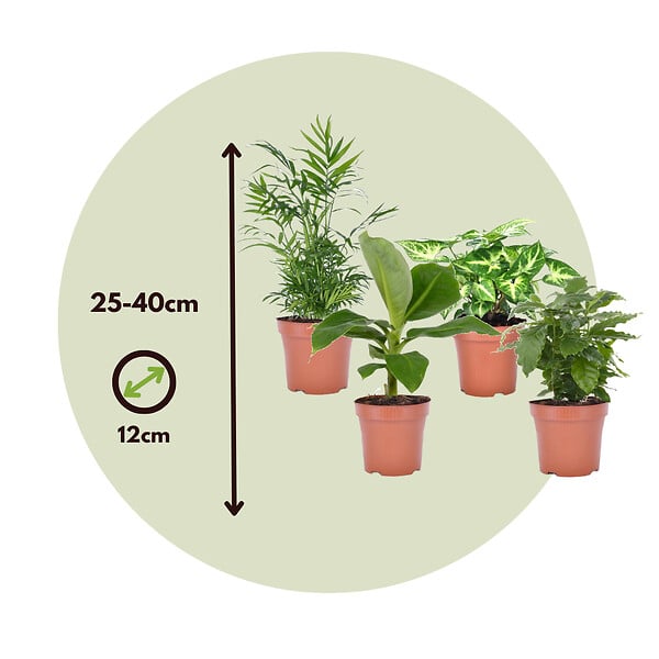 PLANT IN A BOX - Mélang de plantes d'intérieur - Set de 4 - Hauteur 25-40cm - ⌀12cm - large