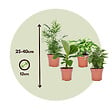 PLANT IN A BOX - Mélang de plantes d'intérieur - Set de 4 - Hauteur 25-40cm - ⌀12cm - vignette