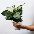 PLANT IN A BOX - Plante à feuilles panachées - Set de 2 - Aphelandra botanica - H25-45cm - ⌀13cm - vignette