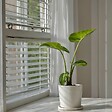 PLANT IN A BOX - Plante à grandes feuilles - Alocasia 'Macrorrhizos' - Hauteur 60-70cm - ⌀17cm - vignette
