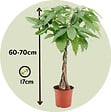 PLANT IN A BOX - Arbre à argent - Pachira aquatica - Hauteur 60-70cm - ⌀17cm - vignette