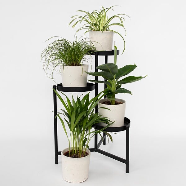 PLANT IN A BOX - Amical pour les animaux - Set de 4 - Pet Friendy Mix - Hauteur 25-40cm - ⌀12cm - large