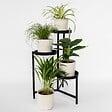 PLANT IN A BOX - Amical pour les animaux - Set de 4 - Pet Friendy Mix - Hauteur 25-40cm - ⌀12cm - vignette