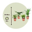 PLANT IN A BOX - Amical pour les animaux - Set de 4 - Pet Friendy Mix - Hauteur 25-40cm - ⌀12cm - vignette