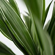 PLANT IN A BOX - Dragonnier - Set de 2 - Dracaena Deremensis 'Warneckei' - H60-70cm - ⌀17cm - vignette