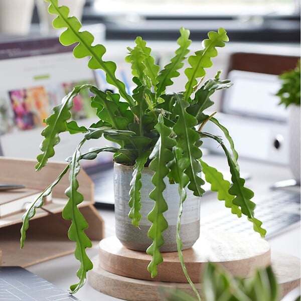 PLANT IN A BOX - Cactus orchidée - Epiphyllum 'Anguliger' - Hauteur 30-40cm - ⌀15cm - large