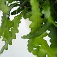 PLANT IN A BOX - Cactus orchidée - Epiphyllum 'Anguliger' - Hauteur 30-40cm - ⌀15cm - vignette