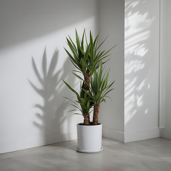 PLANT IN A BOX - Pied d'éléphant - Yucca elephantipes - Hauteur 70-80cm - ⌀17cm - large