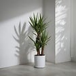 PLANT IN A BOX - Pied d'éléphant - Yucca elephantipes - Hauteur 70-80cm - ⌀17cm - vignette