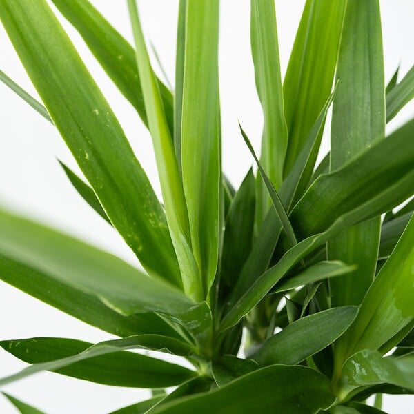 PLANT IN A BOX - Pied d'éléphant - Yucca elephantipes - Hauteur 70-80cm - ⌀17cm - large