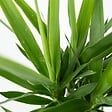 PLANT IN A BOX - Pied d'éléphant - Yucca elephantipes - Hauteur 70-80cm - ⌀17cm - vignette
