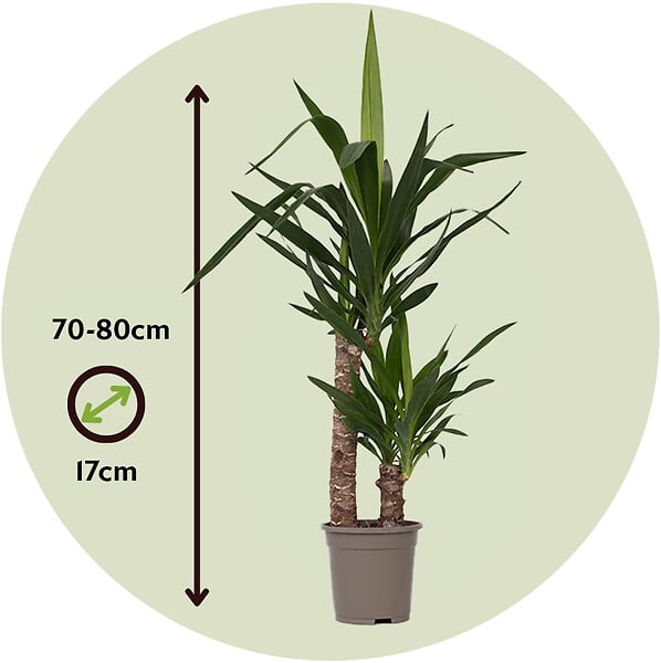 PLANT IN A BOX - Pied d'éléphant - Yucca elephantipes - Hauteur 70-80cm - ⌀17cm - large
