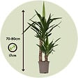 PLANT IN A BOX - Pied d'éléphant - Yucca elephantipes - Hauteur 70-80cm - ⌀17cm - vignette