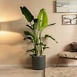 PLANT IN A BOX - Oiseau de paradis - Strelitzia nicolai - Hauteur 55-70cm - ⌀17cm - vignette