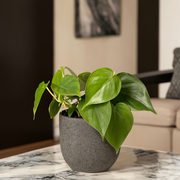 PLANT IN A BOX - Pépéromie - Set de 2 - Peperomia polybotrya - Hauteur 20-30cm - ⌀12cm - large