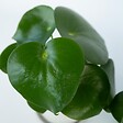 PLANT IN A BOX - Pépéromie - Set de 2 - Peperomia polybotrya - Hauteur 20-30cm - ⌀12cm - vignette