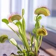 PLANT IN A BOX - Vénus attrape-mouches - Set de 3 - Dionaea muscipula - Hauteur 5-15cm - ⌀5,5cm - vignette