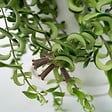 PLANT IN A BOX - Plante rouge à lèvres - Aeschynanthus pulcher - Hauteur 20-30cm - ⌀15cm - vignette