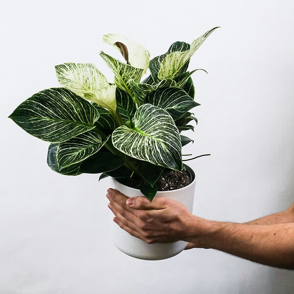PLANT IN A BOX - Plante à feuilles panachées - Set de 4 - Aphelandra botanica - H25-45cm - ⌀13cm - large