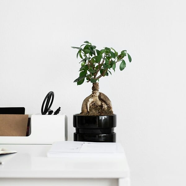 PLANT IN A BOX - Bonsaï - Ficus microcarpa - Hauteur 30-40cm - ⌀12cm - large